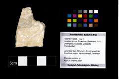 Foto (Objekt + Etikett) von Jurellana tithonia (Schweitzer & Feldmann, 2010)  (NHMW-GEO-1990-0041-0068)